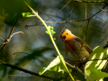 Petirrojo europeo - Erithacus rubecula - Pit-roig