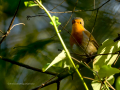 Petirrojo europeo - Erithacus rubecula - Pit-roig