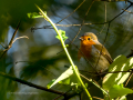 Petirrojo europeo - Erithacus rubecula - Pit-roig