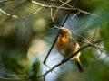 Petirrojo europeo - Erithacus rubecula - Pit-roig