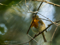 Petirrojo europeo - Erithacus rubecula - Pit-roig