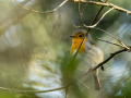 Petirrojo europeo - Erithacus rubecula - Pit-roig