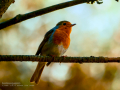Petirrojo europeo - Erithacus rubecula - Pit-roig