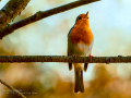 Petirrojo europeo - Erithacus rubecula - Pit-roig