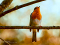 Petirrojo europeo - Erithacus rubecula - Pit-roig