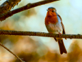 Petirrojo europeo - Erithacus rubecula - Pit-roig