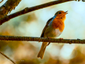 Petirrojo europeo - Erithacus rubecula - Pit-roig