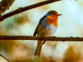 Petirrojo europeo - Erithacus rubecula - Pit-roig