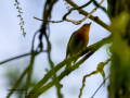 Petirrojo europeo - Erithacus rubecula - Pit-roig