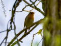 Petirrojo europeo - Erithacus rubecula - Pit-roig