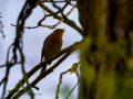 Petirrojo europeo - Erithacus rubecula - Pit-roig