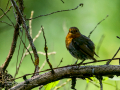 Petirrojo europeo - Erithacus rubecula - Pit-roig