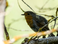 Petirrojo europeo - Erithacus rubecula - Pit-roig