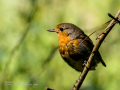 Petirrojo europeo - Erithacus rubecula - Pit-roig