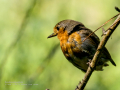 Petirrojo europeo - Erithacus rubecula - Pit-roig