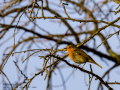 Petirrojo europeo - Erithacus rubecula - Pit-roig
