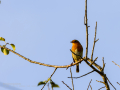 Petirrojo europeo - Erithacus rubecula - Pit-roig