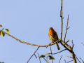 Petirrojo europeo - Erithacus rubecula - Pit-roig
