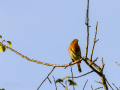 Petirrojo europeo - Erithacus rubecula - Pit-roig