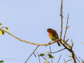 Petirrojo europeo - Erithacus rubecula - Pit-roig