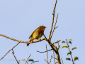 Petirrojo europeo - Erithacus rubecula - Pit-roig