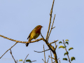 Petirrojo europeo - Erithacus rubecula - Pit-roig