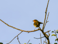 Petirrojo europeo - Erithacus rubecula - Pit-roig