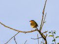 Petirrojo europeo - Erithacus rubecula - Pit-roig