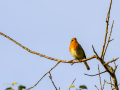 Petirrojo europeo - Erithacus rubecula - Pit-roig