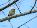 Petirrojo europeo - Erithacus rubecula - Pit-roig