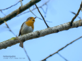Petirrojo europeo - Erithacus rubecula - Pit-roig