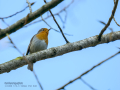 Petirrojo europeo - Erithacus rubecula - Pit-roig