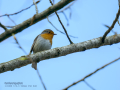 Petirrojo europeo - Erithacus rubecula - Pit-roig