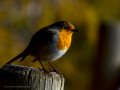 Petirrojo europeo - Erithacus rubecula - Pit-roig