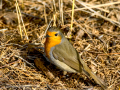 Petirrojo europeo - Erithacus rubecula - Pit-roig