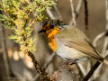 Petirrojo europeo - Erithacus rubecula - Pit-roig