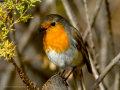 Petirrojo europeo - Erithacus rubecula - Pit-roig