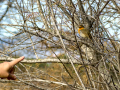 Petirrojo europeo - Erithacus rubecula - Pit-roig