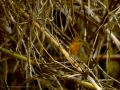 Petirrojo europeo - Erithacus rubecula - Pit-roig