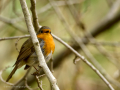 Petirrojo europeo - Erithacus rubecula - Pit-roig