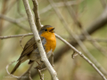 Petirrojo europeo - Erithacus rubecula - Pit-roig