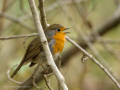 Petirrojo europeo - Erithacus rubecula - Pit-roig