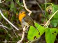 Petirrojo europeo - Erithacus rubecula - Pit-roig