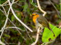 Petirrojo europeo - Erithacus rubecula - Pit-roig