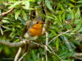 Petirrojo europeo - Erithacus rubecula - Pit-roig