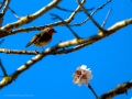Petirrojo europeo - Erithacus rubecula - Pit-roig