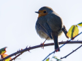 Petirrojo europeo - Erithacus rubecula - Pit-roig