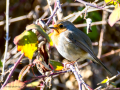 Petirrojo europeo - Erithacus rubecula - Pit-roig