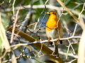 Petirrojo europeo - Erithacus rubecula - Pit-roig