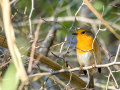 Petirrojo europeo - Erithacus rubecula - Pit-roig